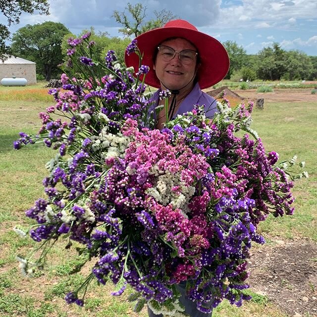 Harvesting statice today which comes in red, white and blue!  #fredericksburgtx #fredericksburg,Texas #tours #fresh-cut-flowers #locally-grown #flower-farm