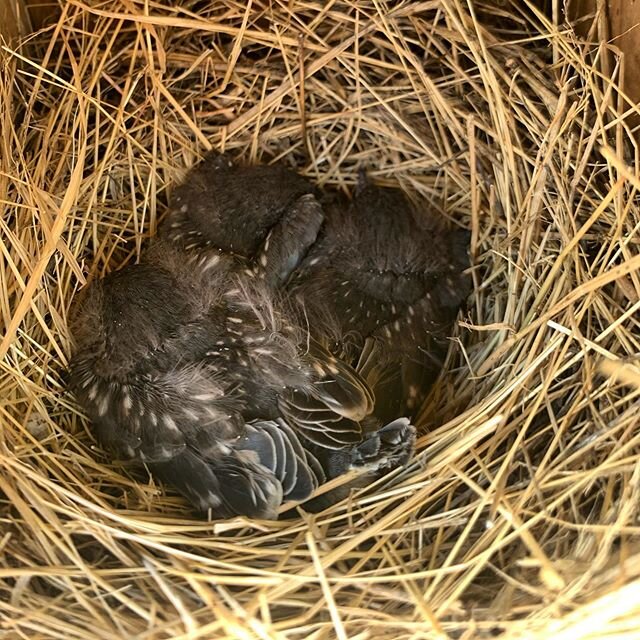 Today&rsquo;s picture of the 3 baby blue birds! Already feathered and soon to fledge! 19 days from the day they hatch they will spread their wings and fly away.  Fledge day should be this coming Thursday. #fredericksburgtx #fredericksburg,Texas #loca