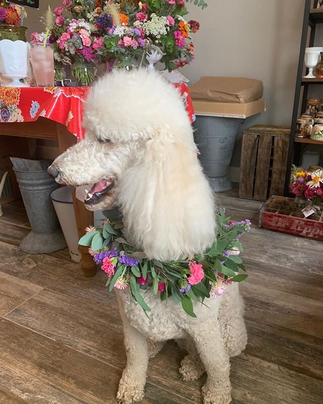 Stella modeling a floral dog collar we made for a wedding where their dog was going to be in the wedding!  #fredericksburg,TX #fredericksburg,Texas #tours #wedding-flowers