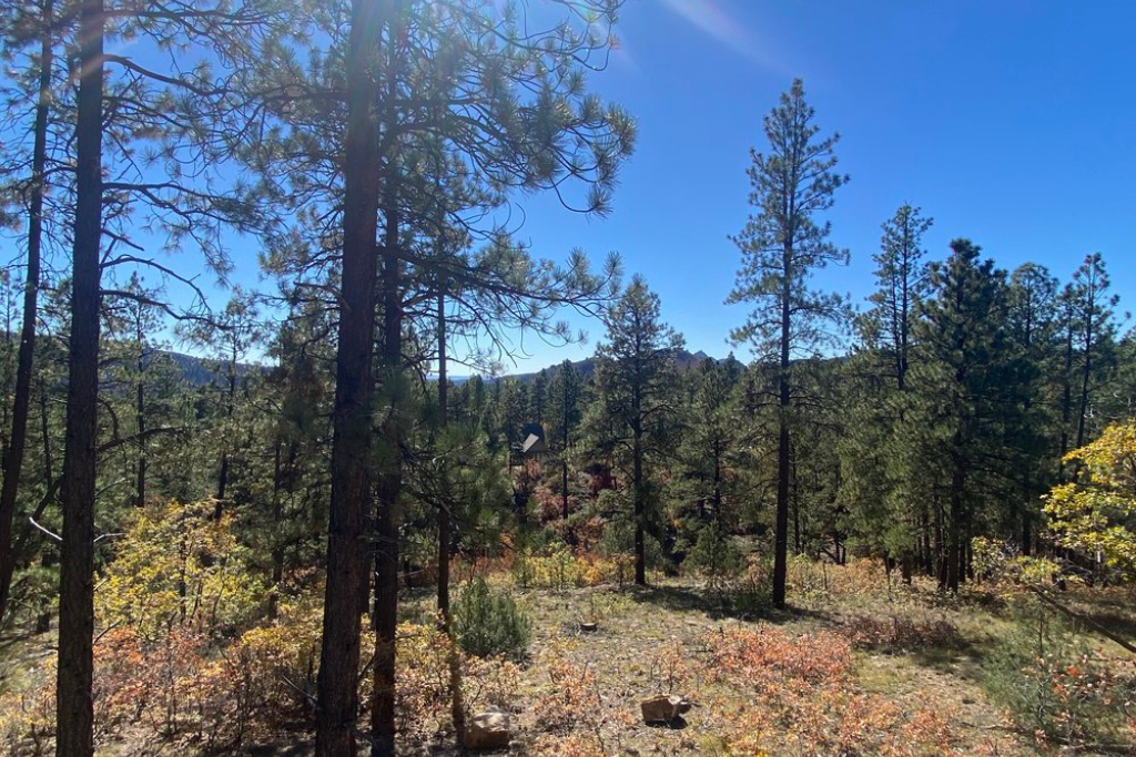 The Blueprint for Your Dream Home: Crafting Spaces That Reflect Your Life