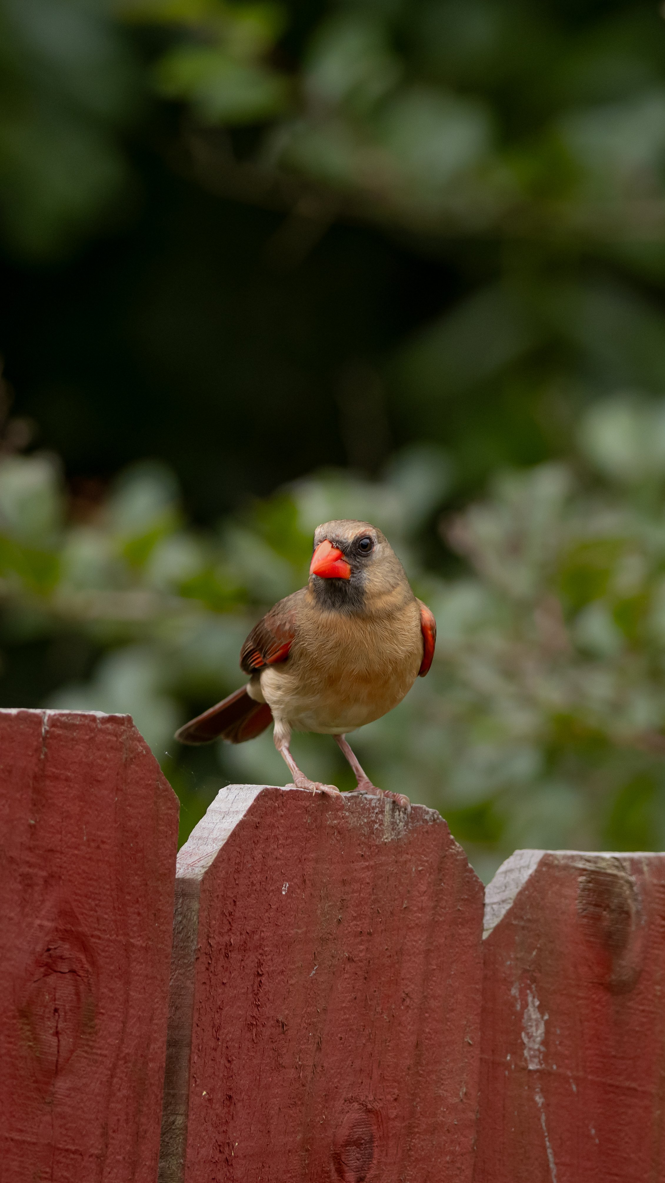 Female Northern Cardinal