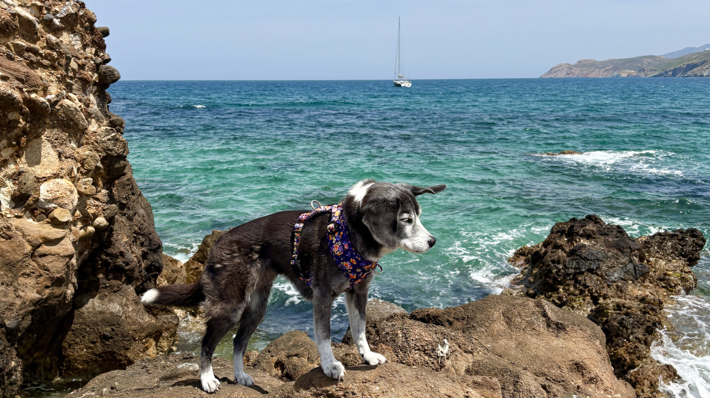 Dog-Friendly Naxos