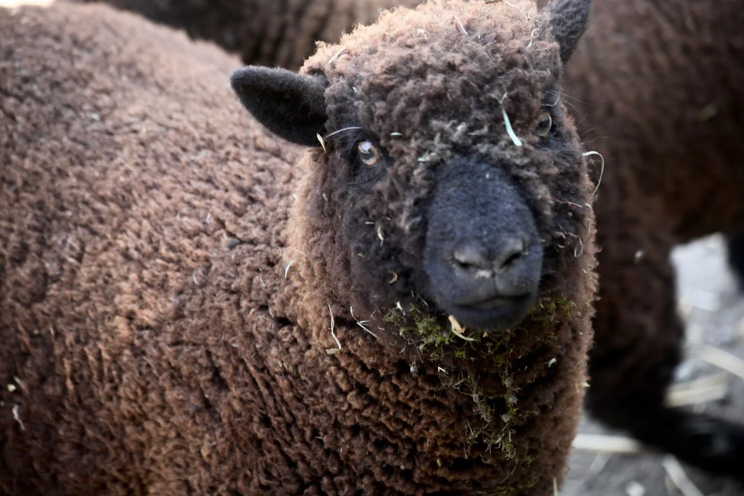 In English &amp; Spanish: Day 3: Exploring Wool