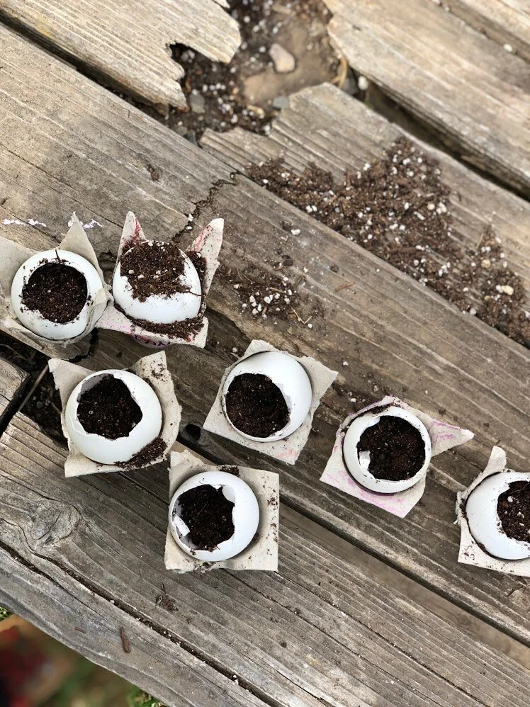 In English &amp; Spanish: Day 1: At Home Greenhouse