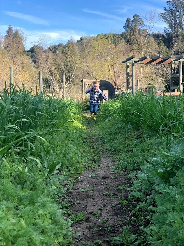 Day 5: Music Time – Roots, Stems, Leaves