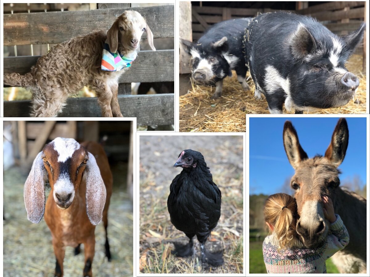 Online Animal Meeting — Connolly Ranch