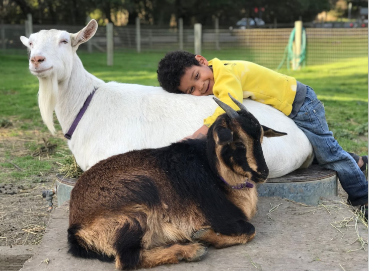 In English &amp; Spanish: Day 1: Emotions of a Goat