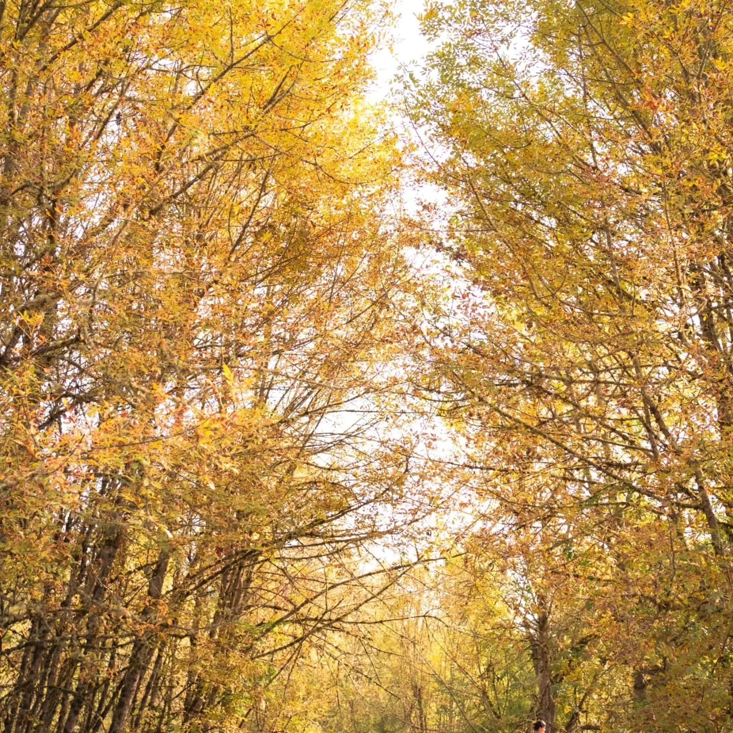 October's colors have been 😍

#color #fallcolor #photographer #pnwautumn #pnwphotographer #colorpallete