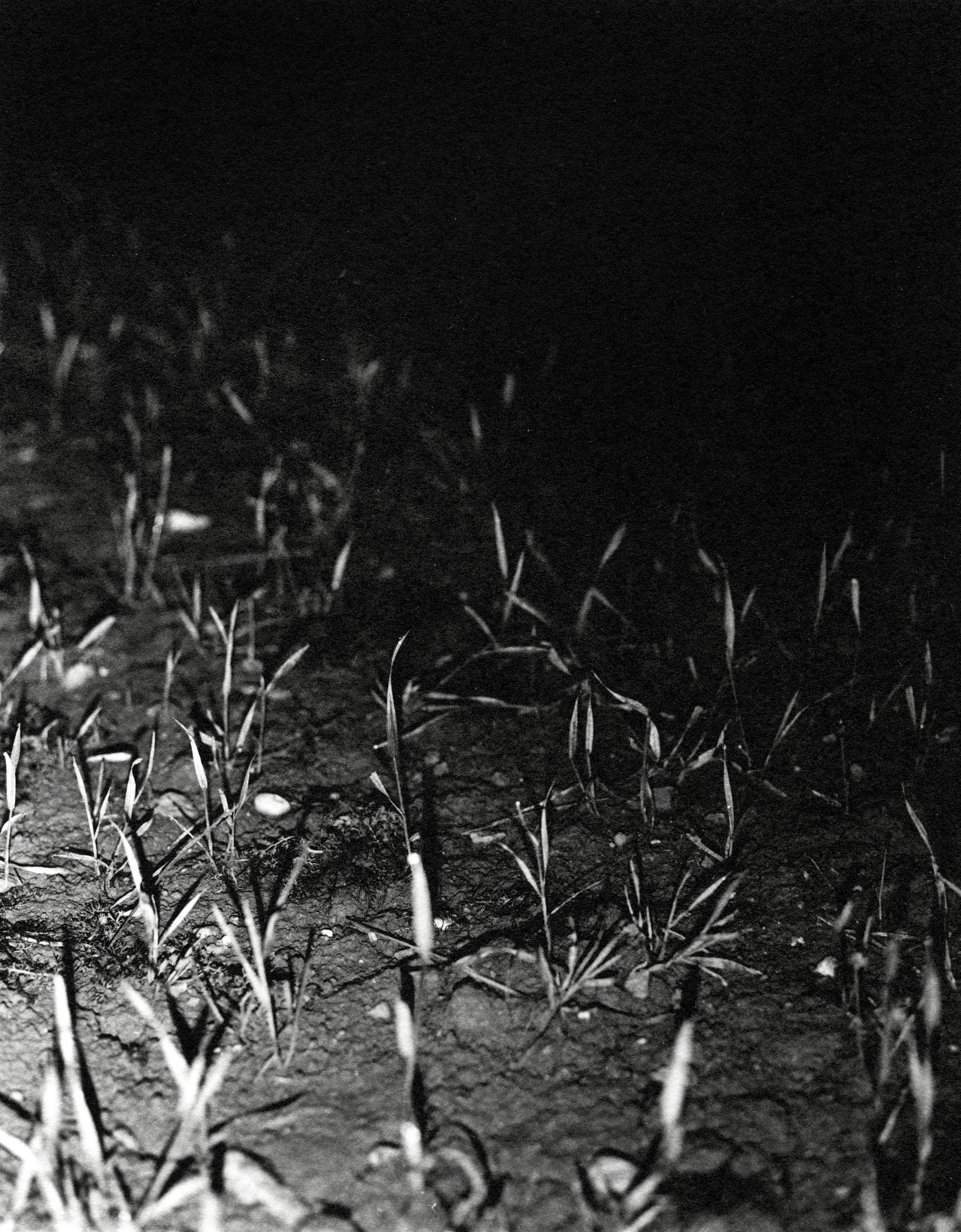 darkroom print 024.jpg