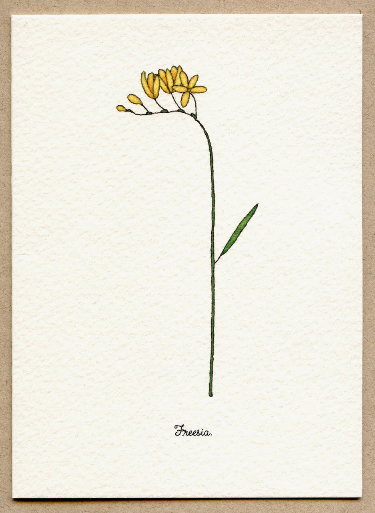freesia.jpg