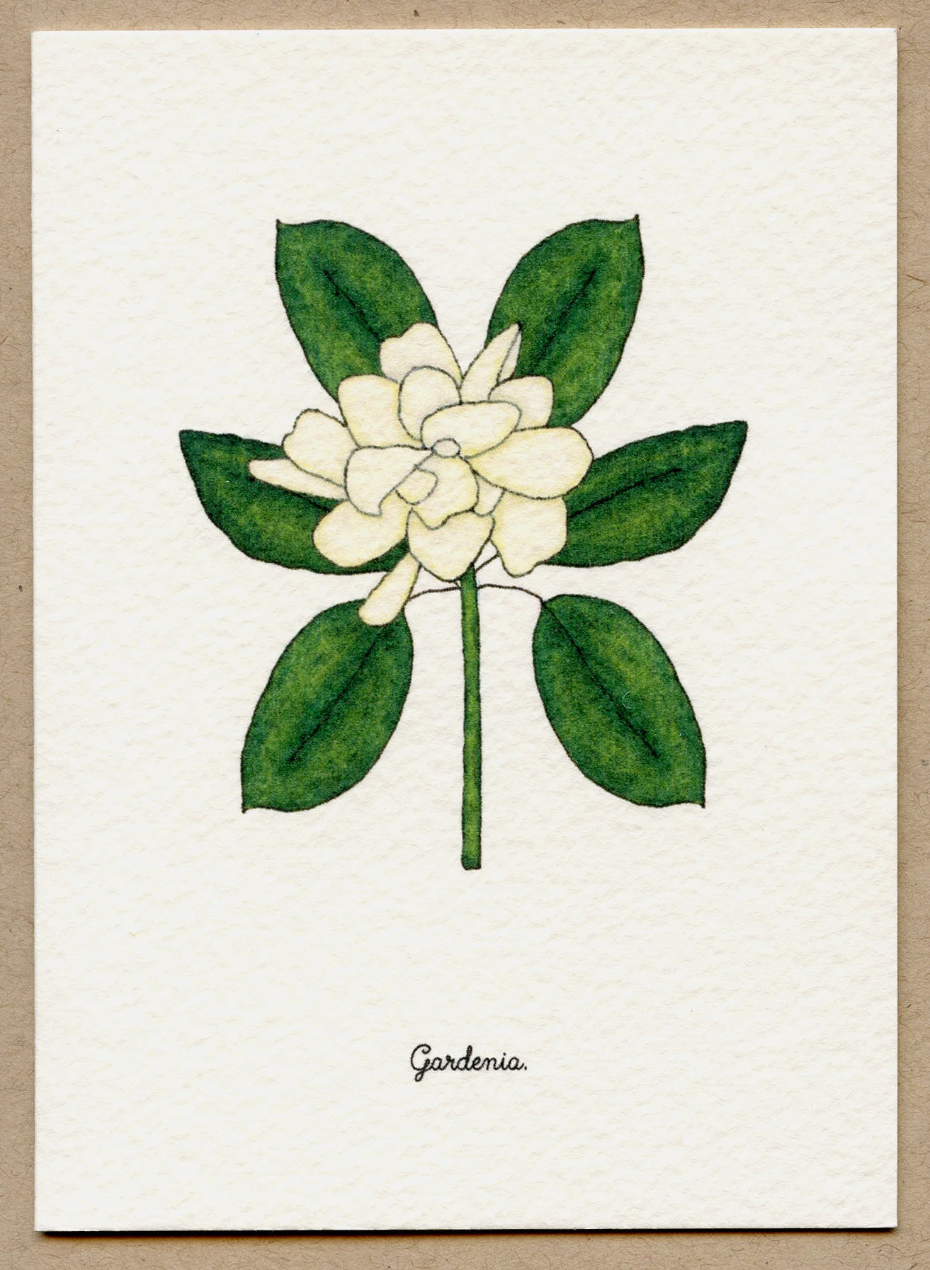 gardenia.jpg