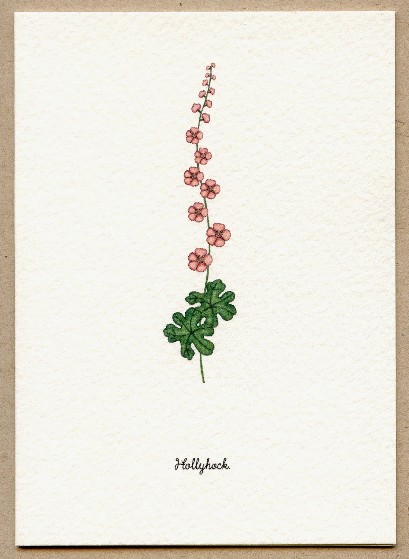 hollyhock.jpg