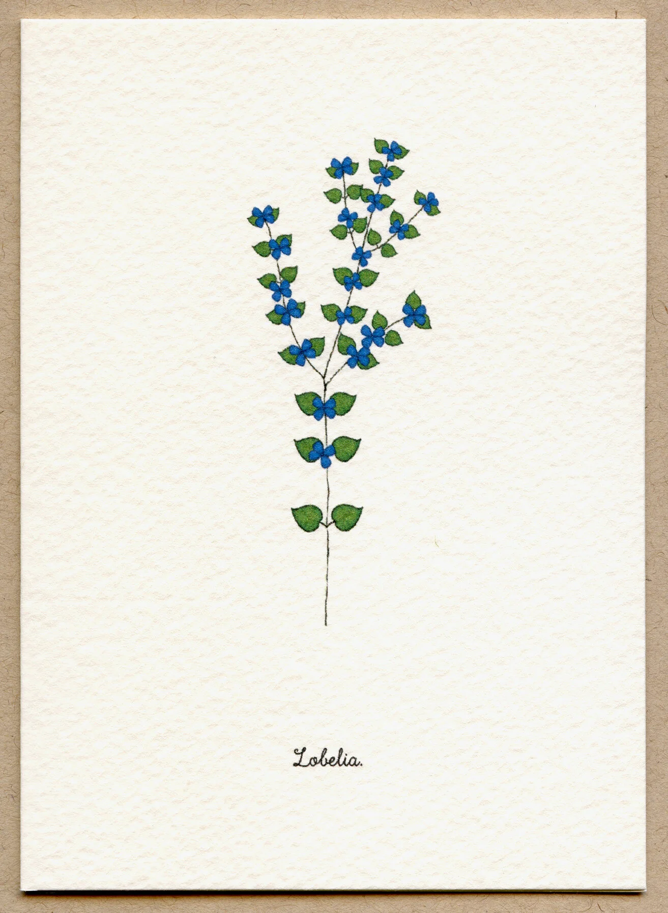 lobelia.jpg