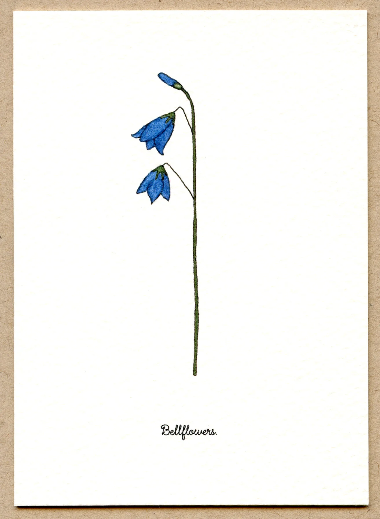 bellflowers.jpg