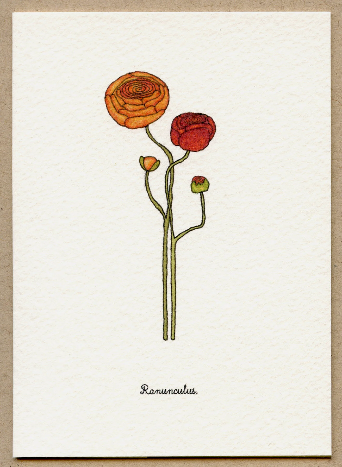 ranaunculus.jpg