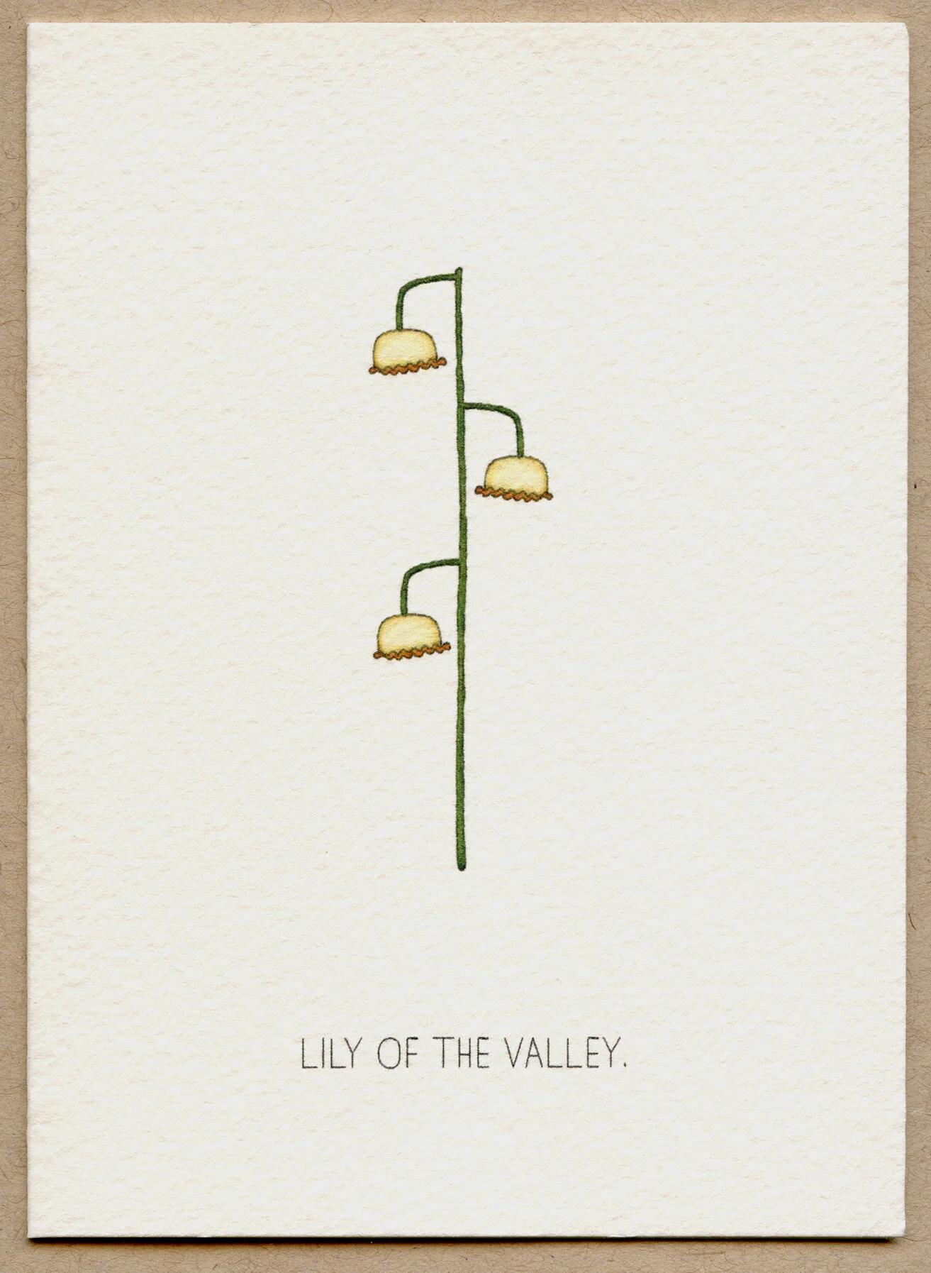 lily.jpg