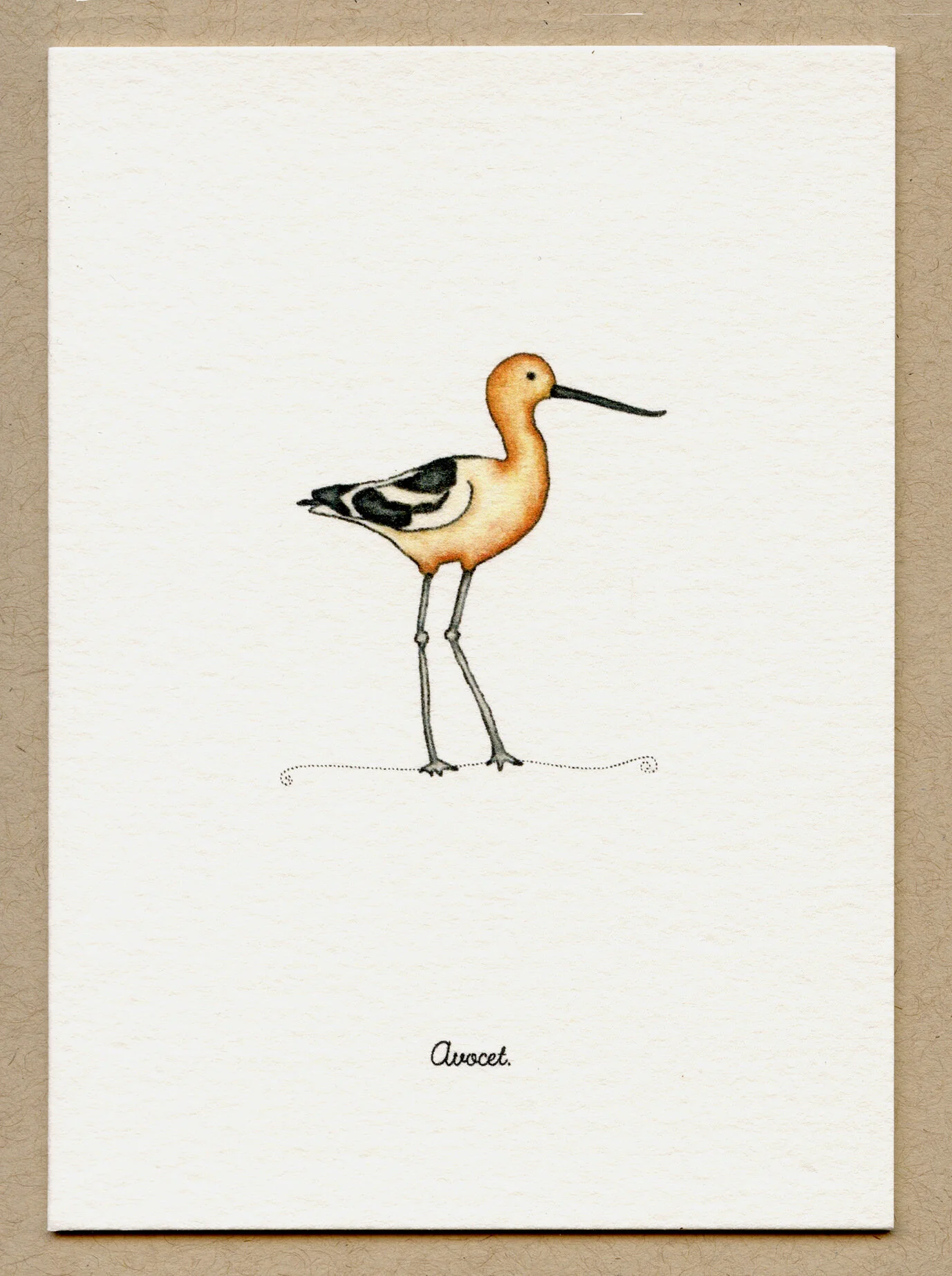 avoceet.jpg