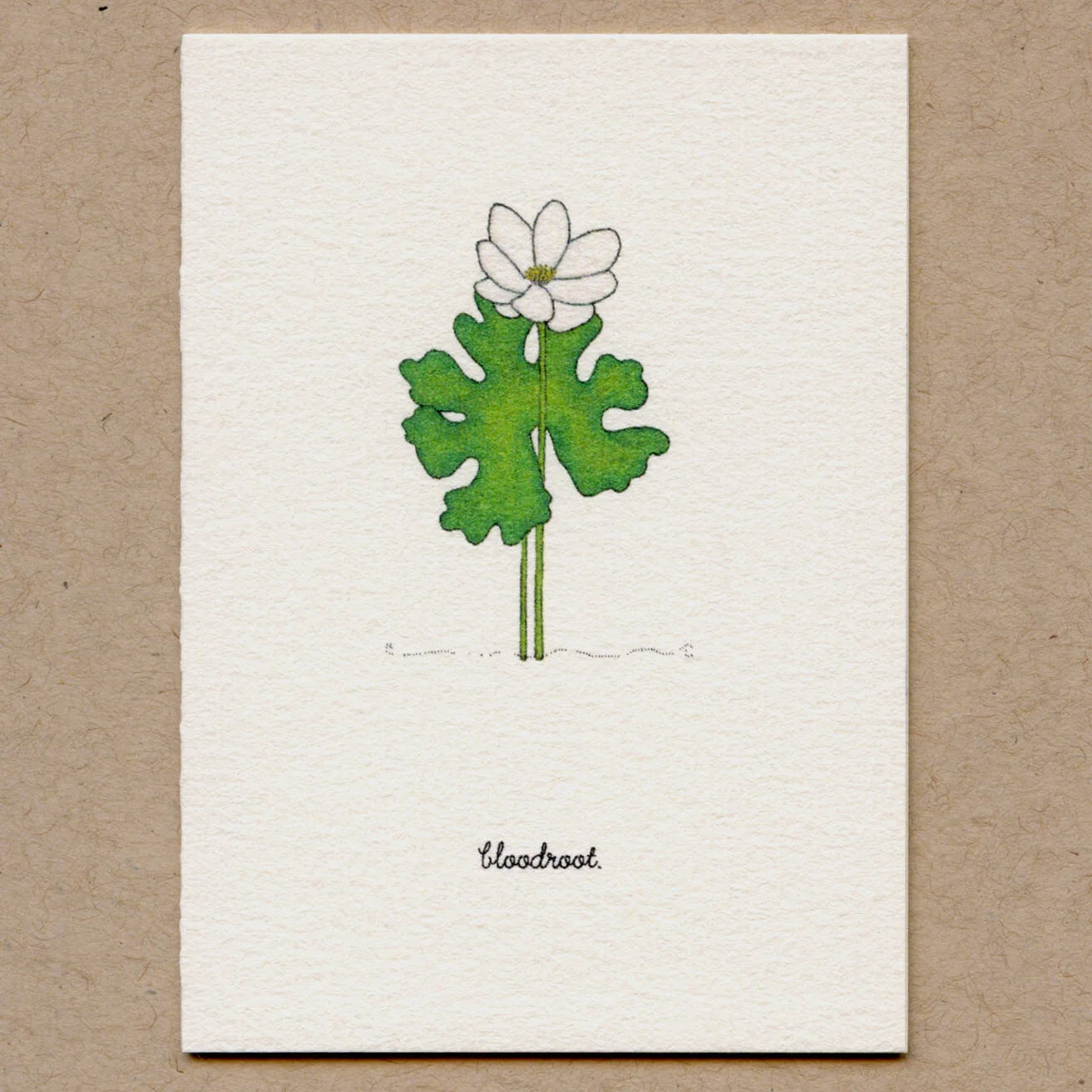bloodroot.jpg