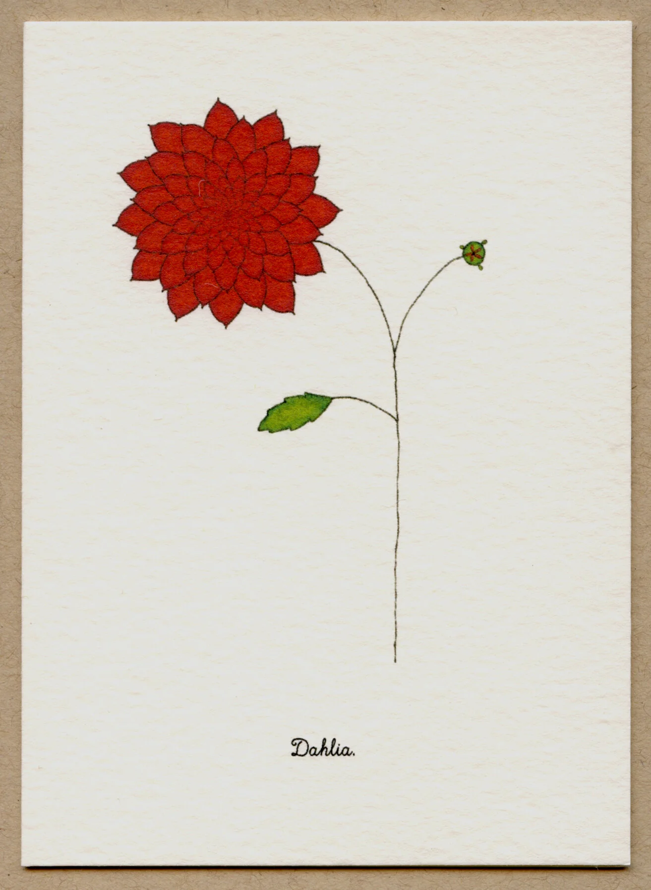 dahlia.jpg