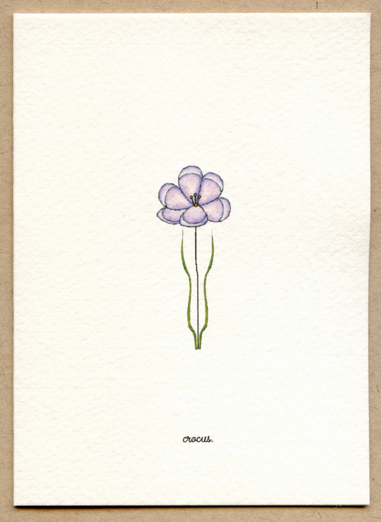 crocus.jpg