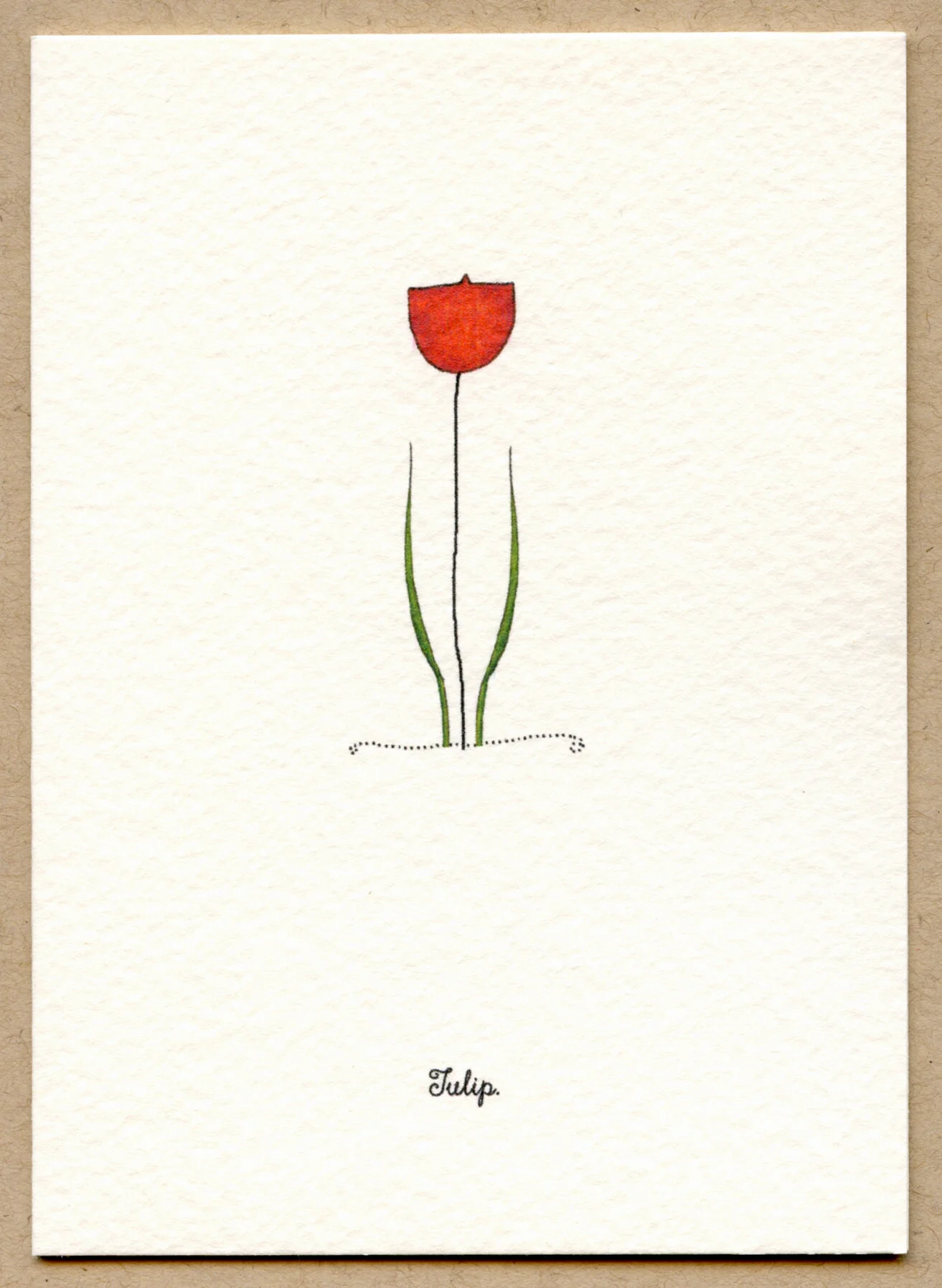 tulip.jpg