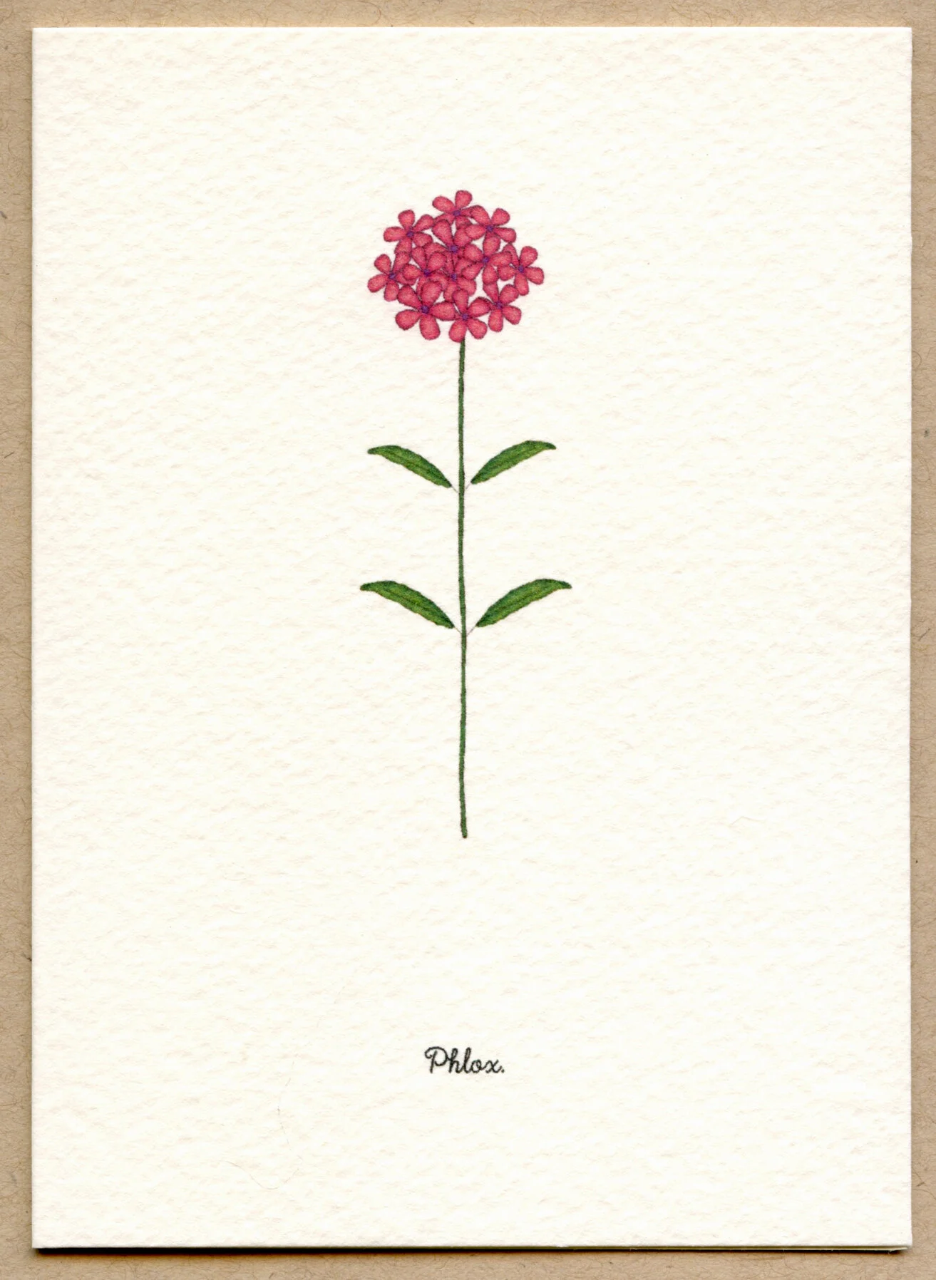 phlox.jpg