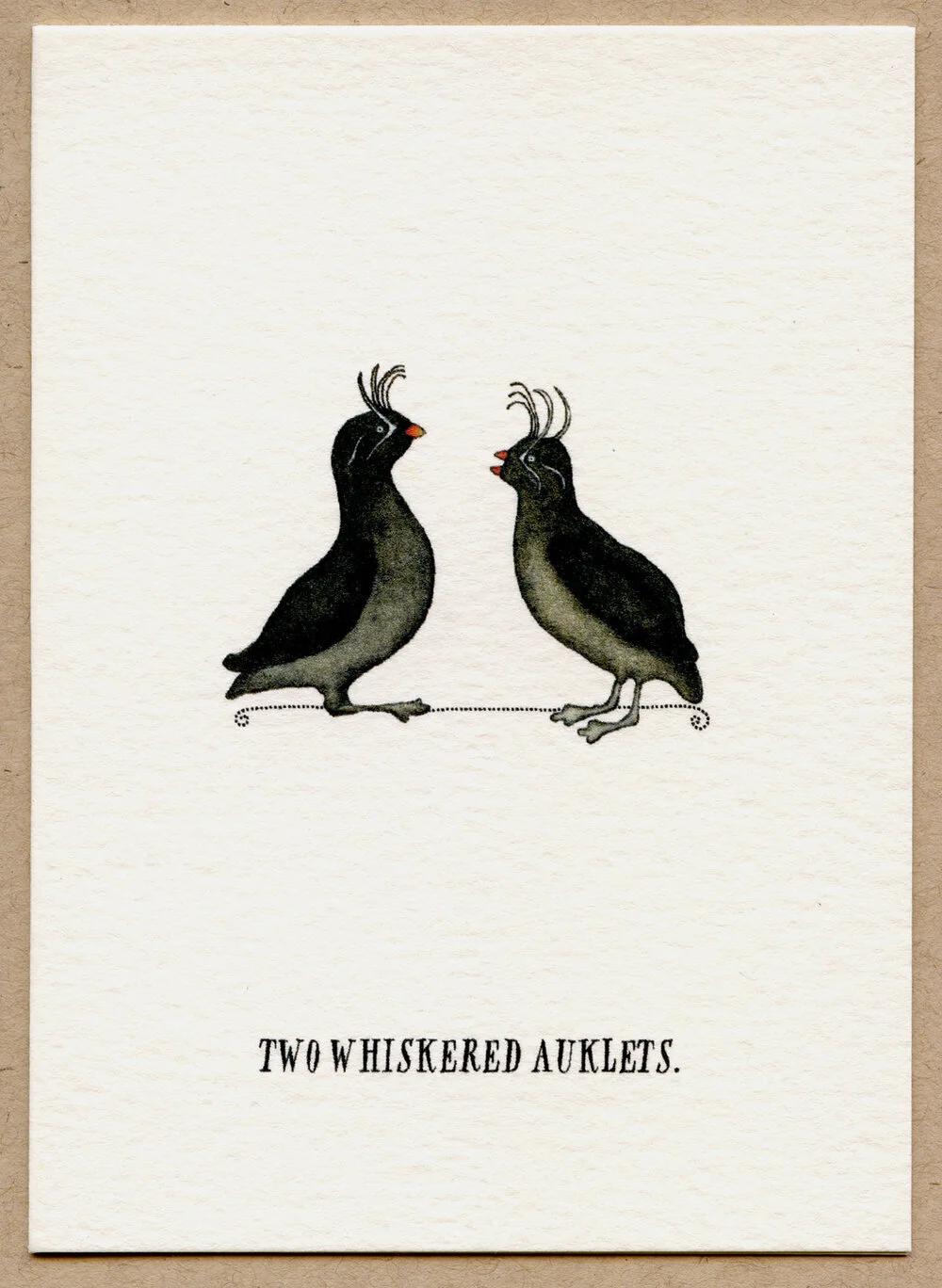 auklets.jpg