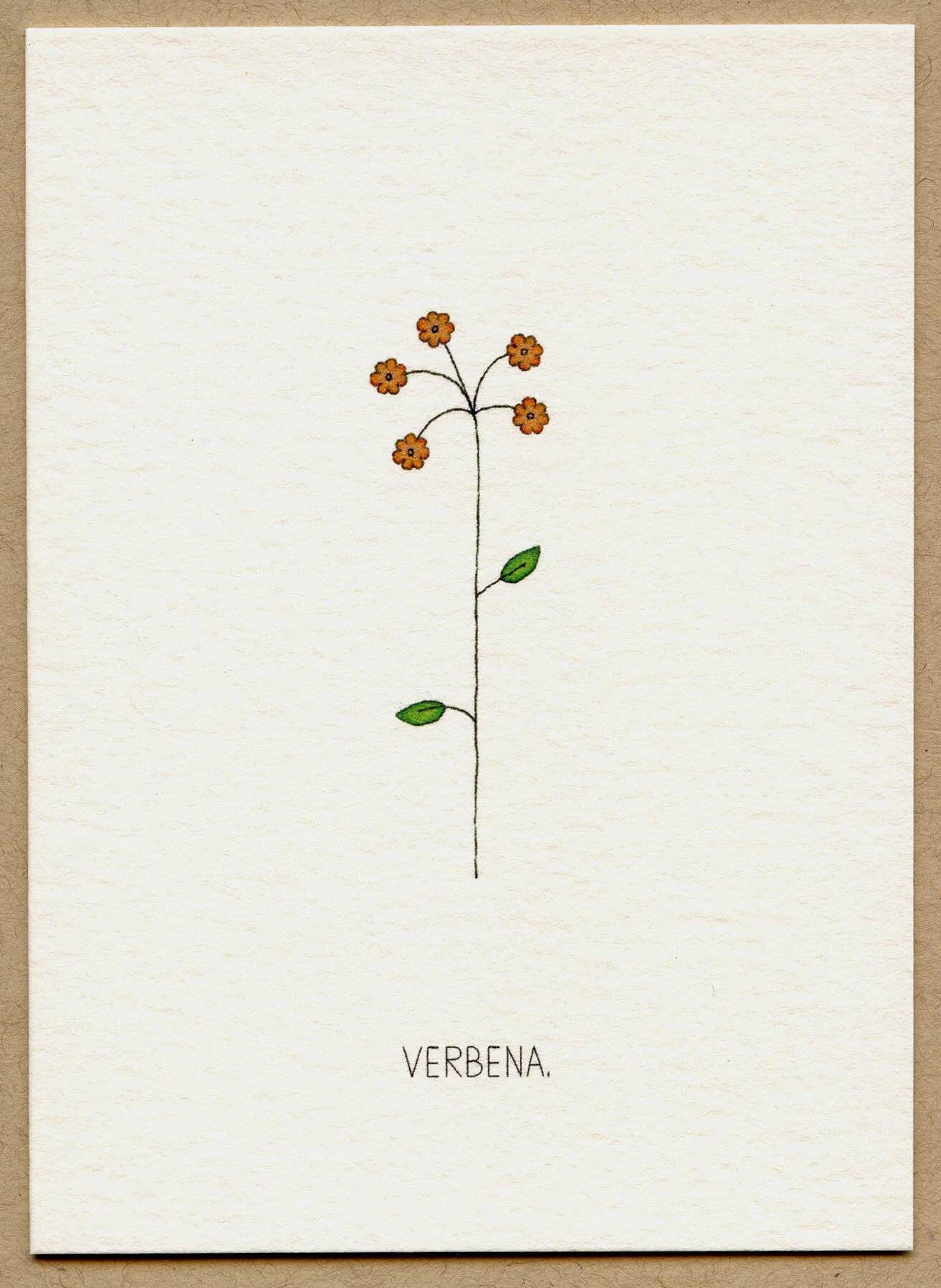verbena.jpg