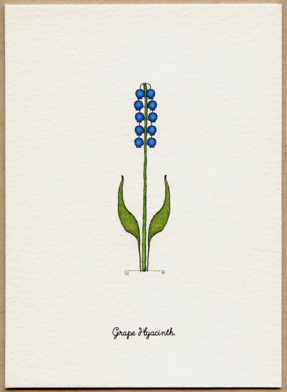 grape_hyacinth.jpg