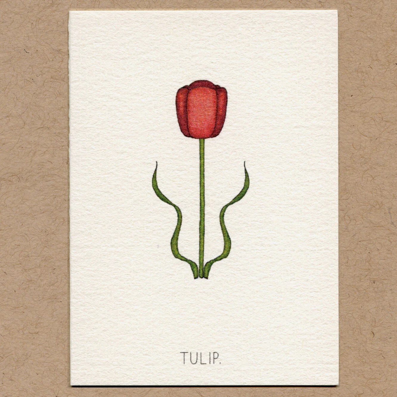 tulip.jpg