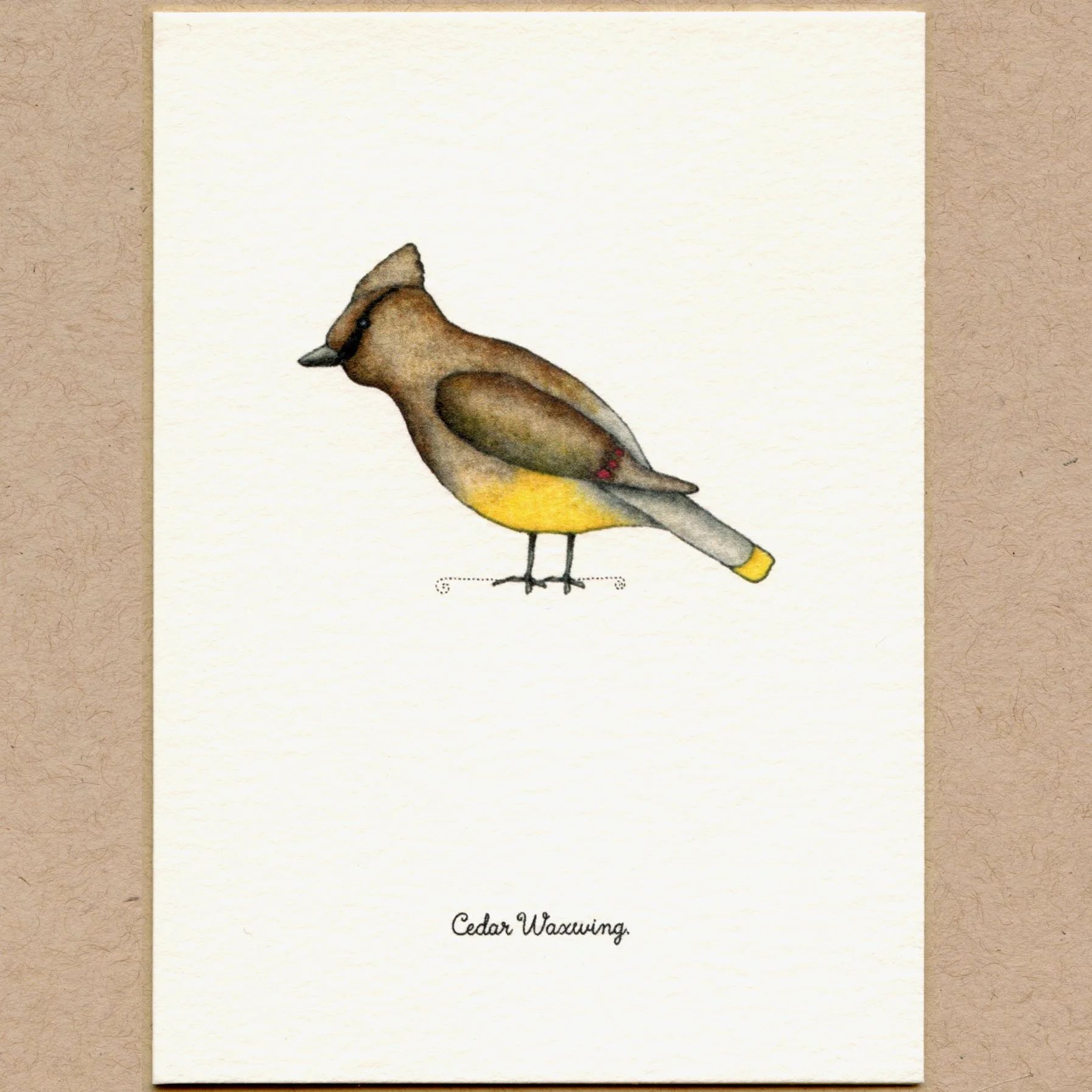 birds_cw.jpg