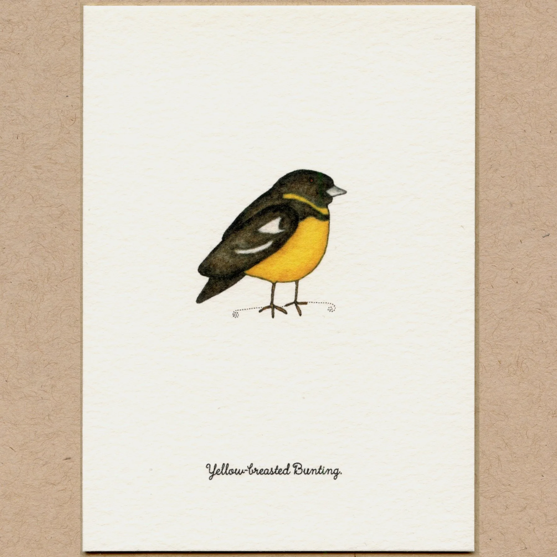 bird_ybb.jpg