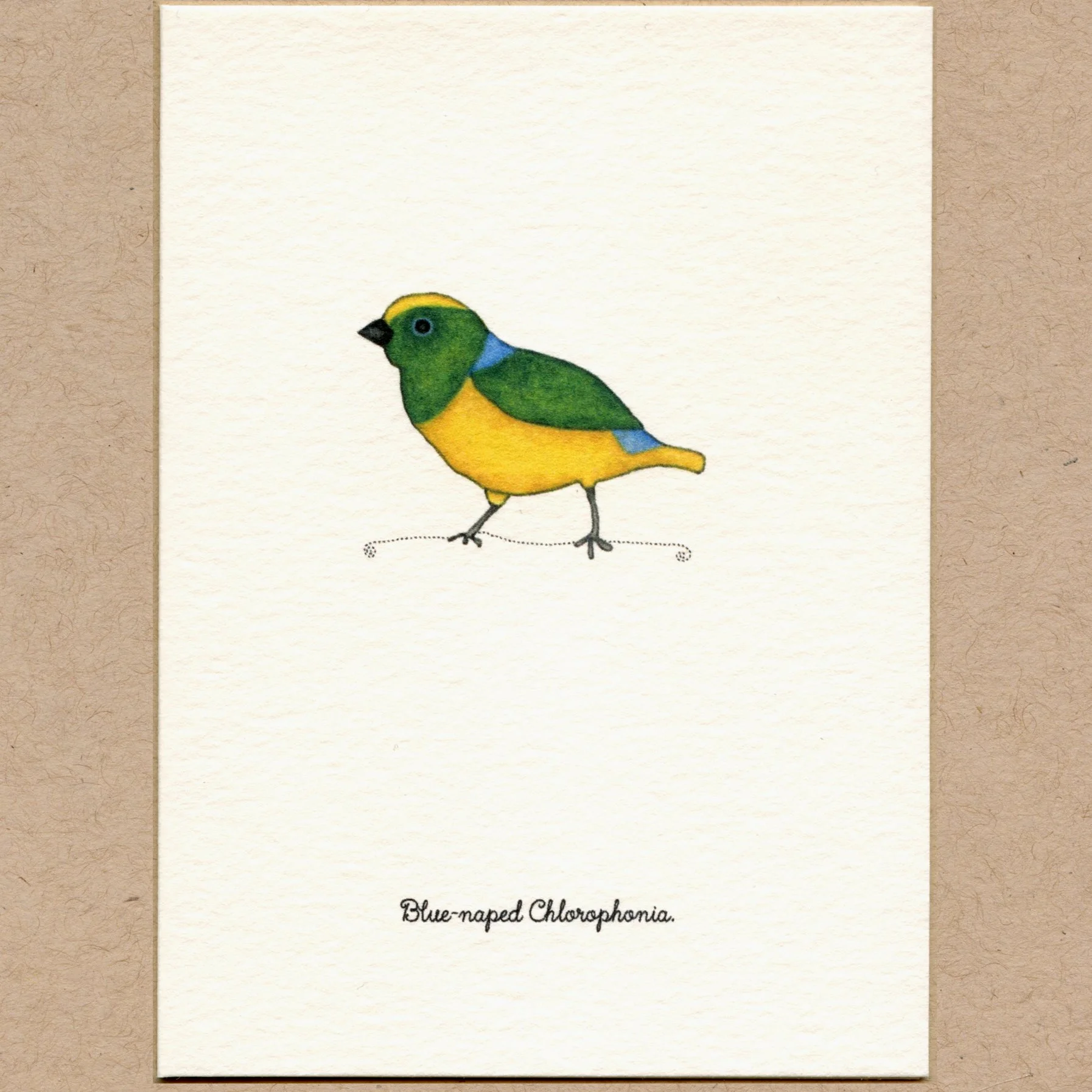 bird_bluenape.jpg