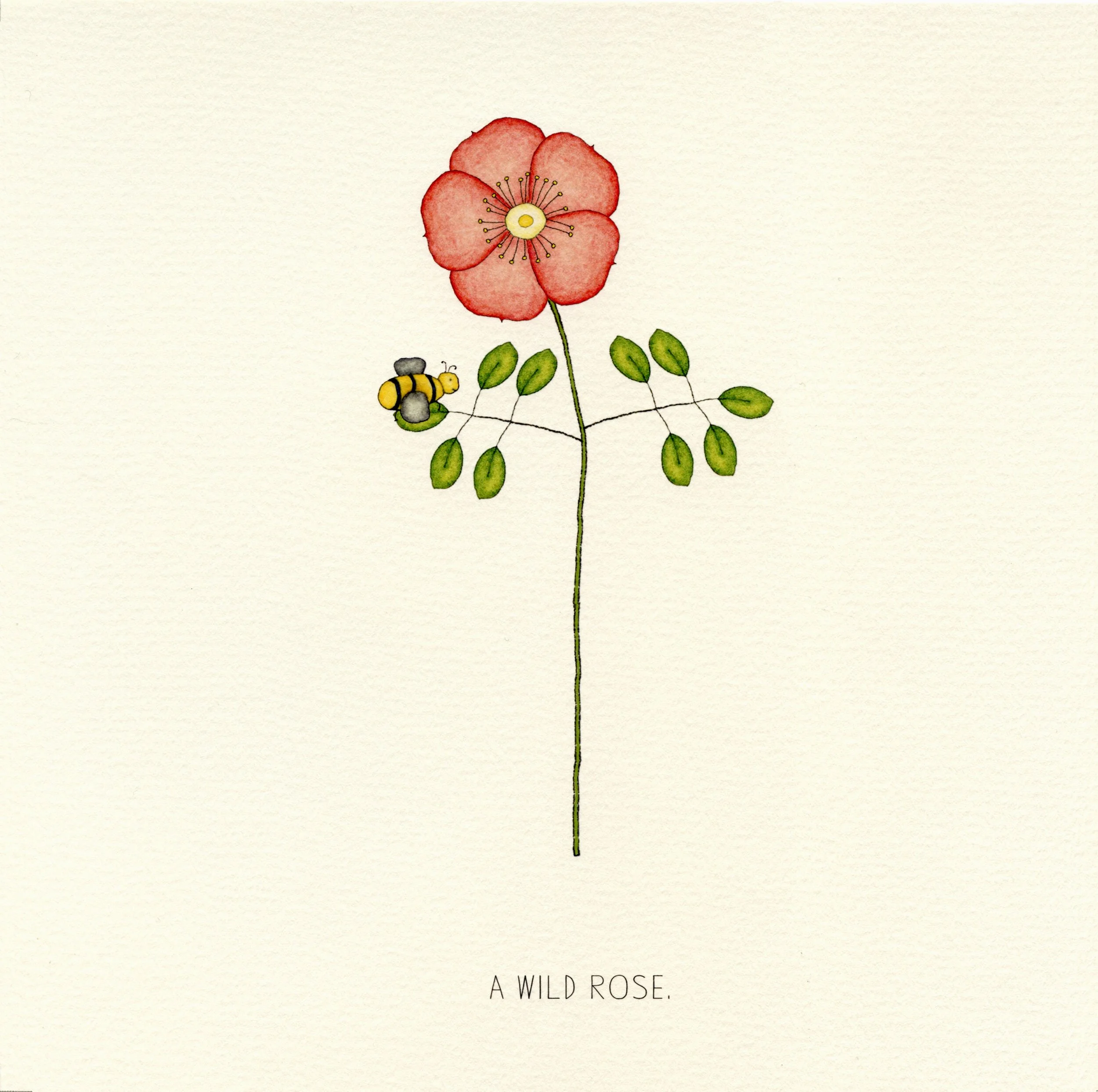 a_wild_rose_scan.jpg