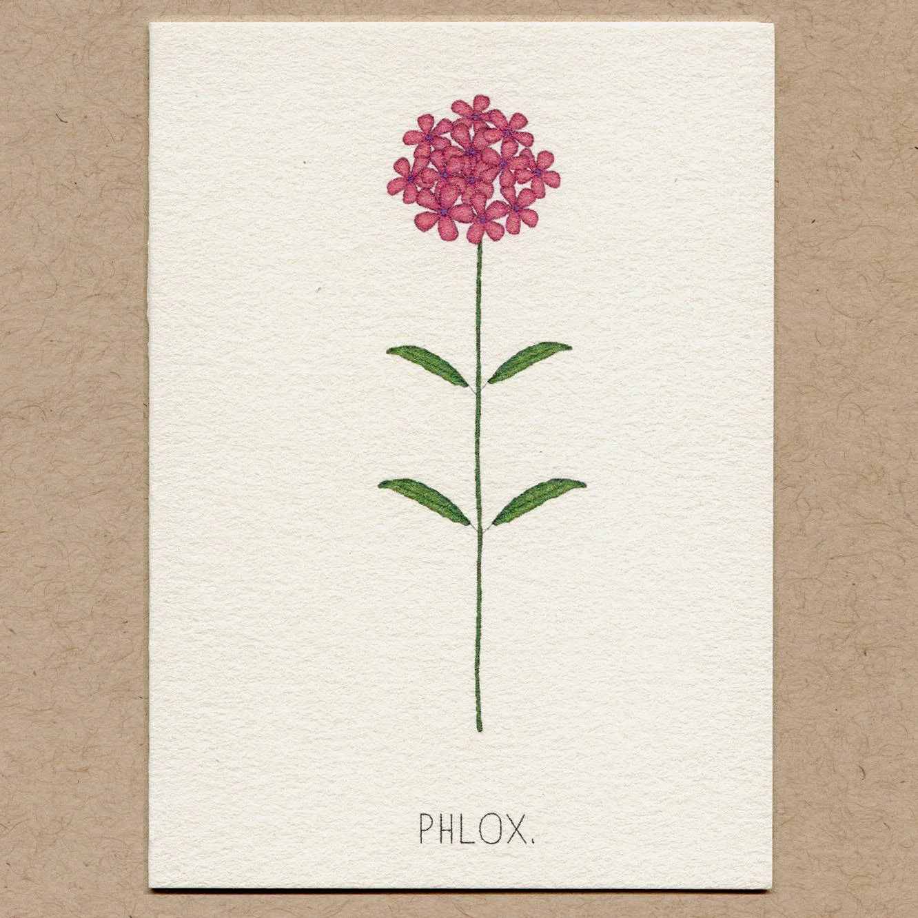 phlox.jpg