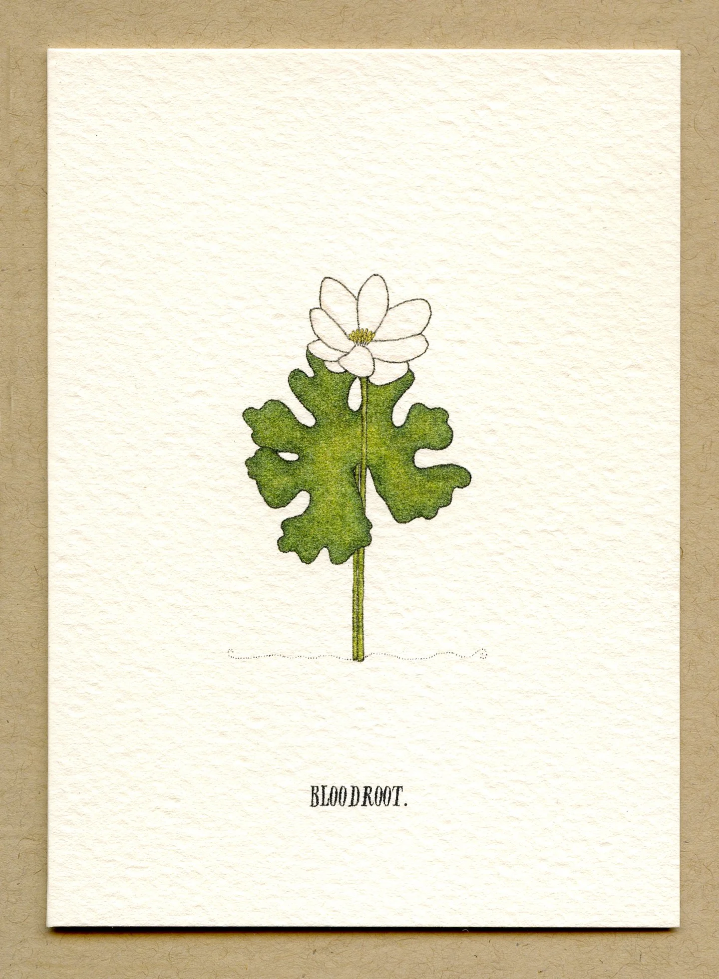 bloodroot.jpg