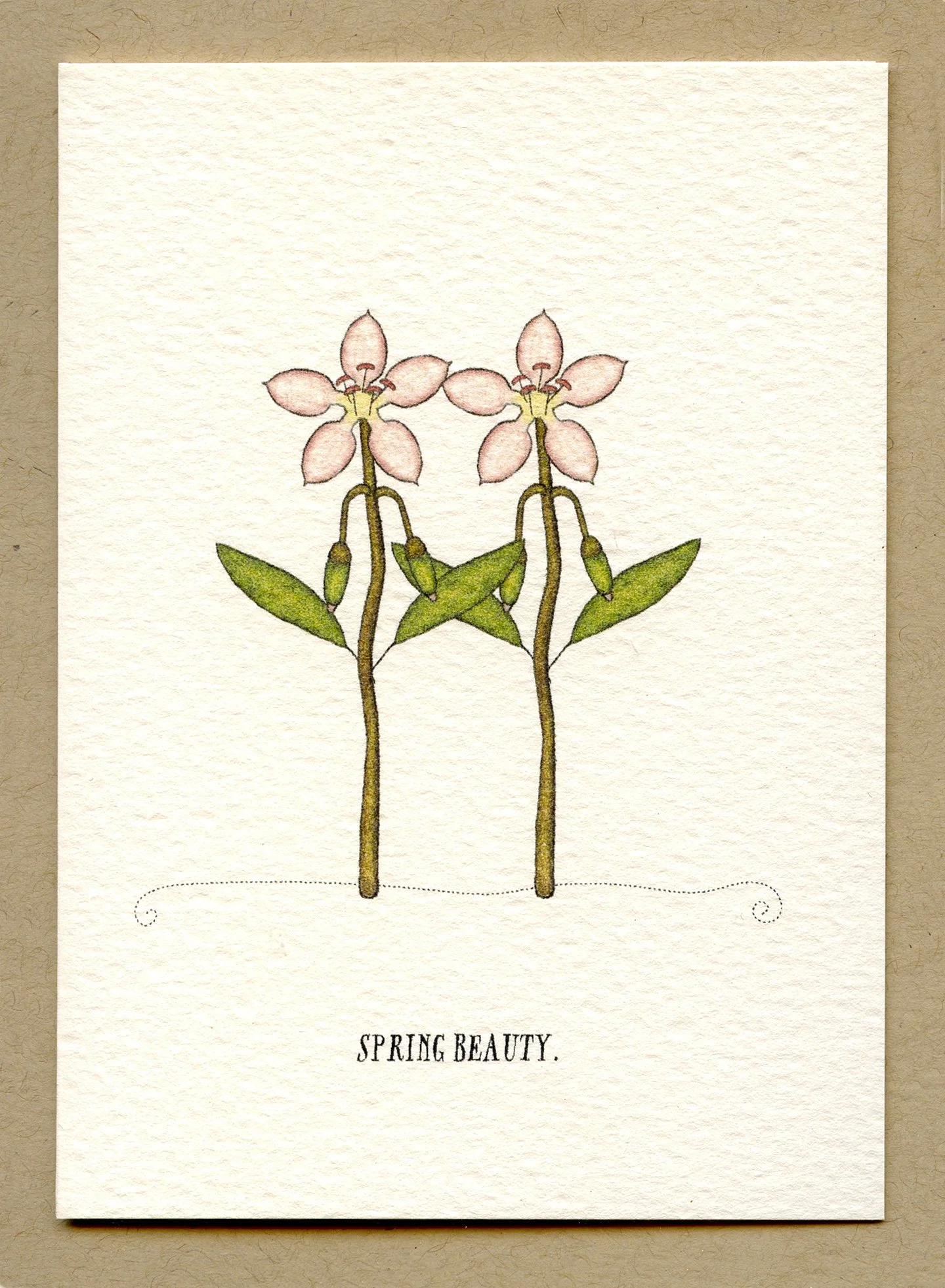 spring_beauty.jpg