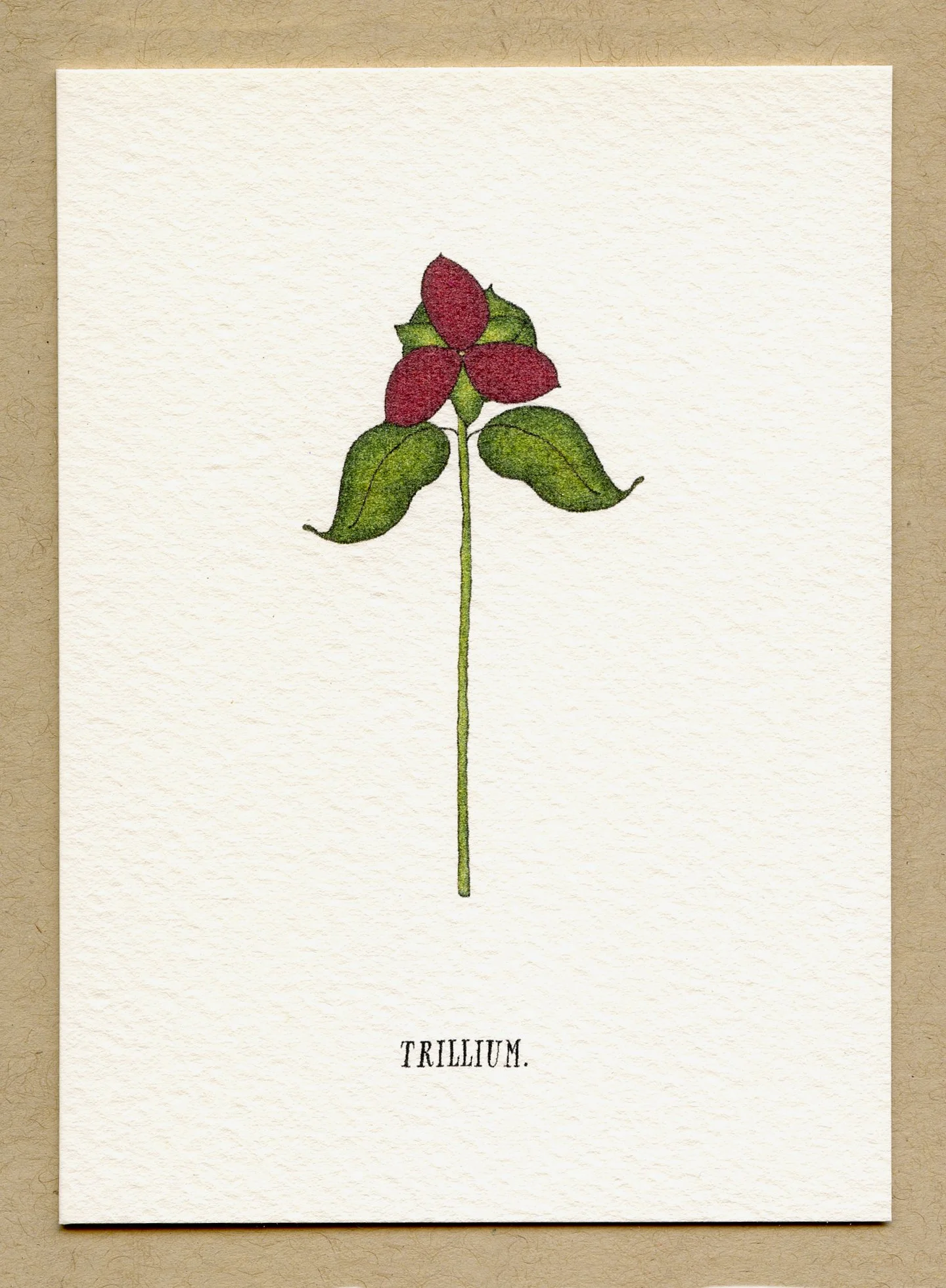 trillium.jpg