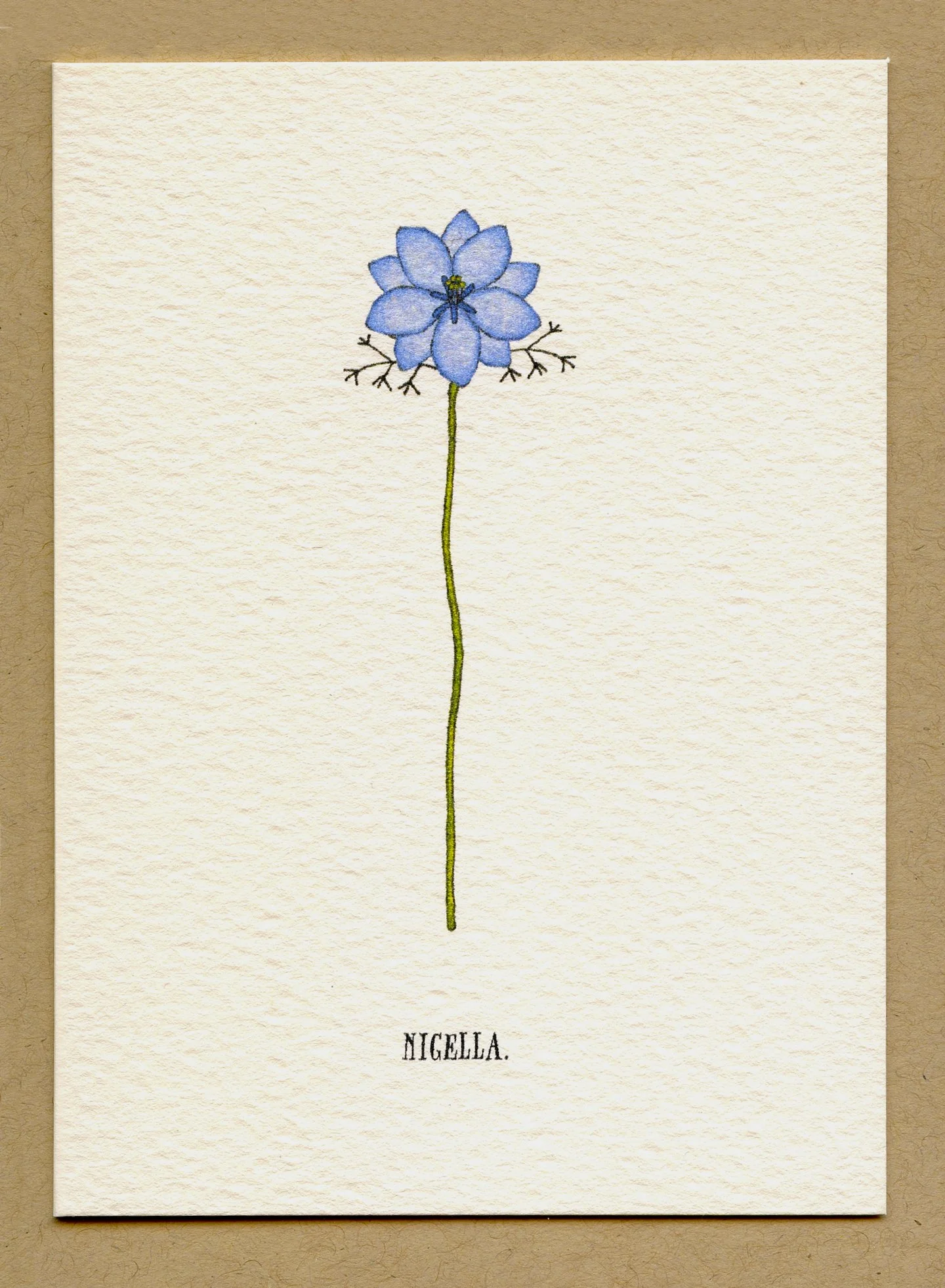 nigella.jpg
