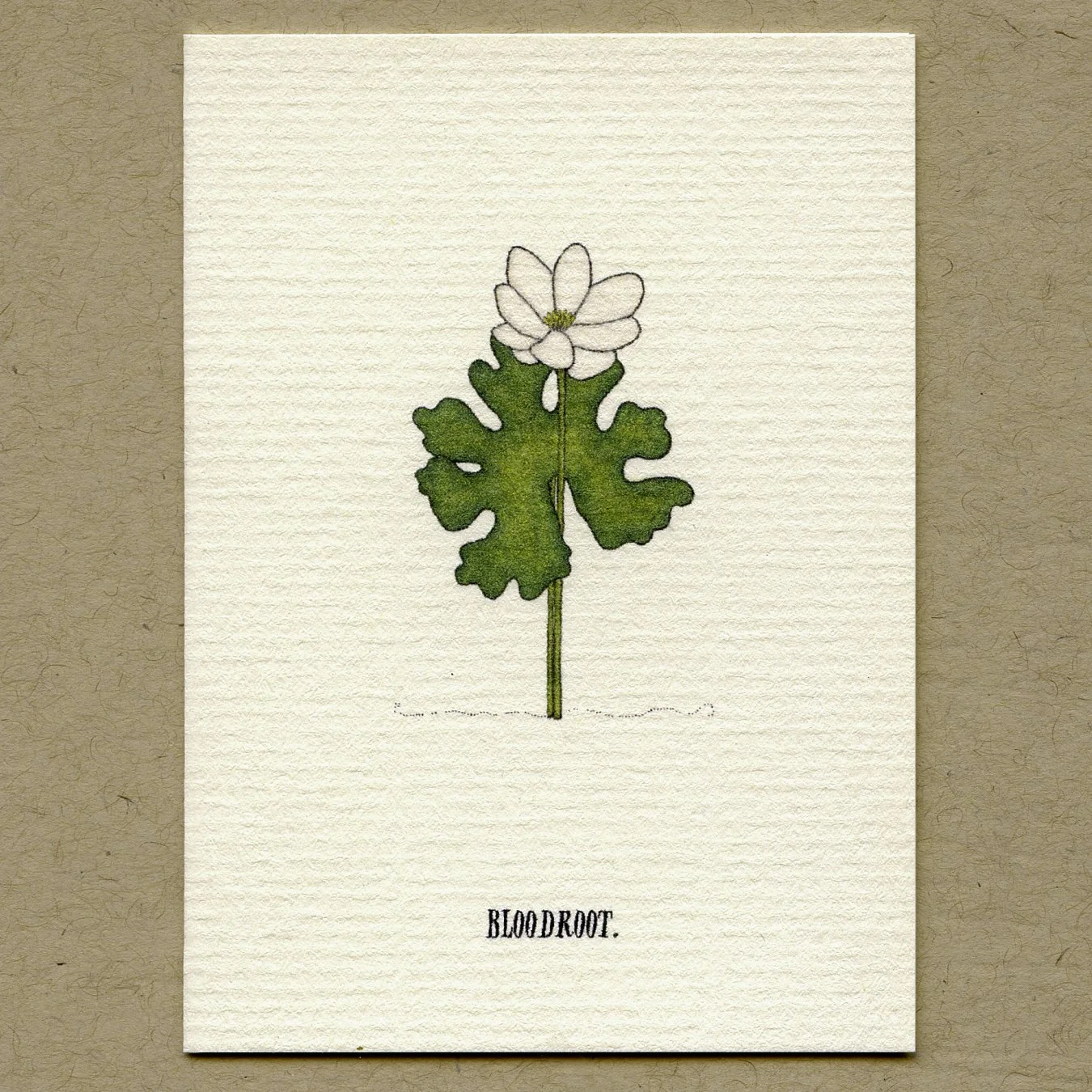 bloodroot.jpg
