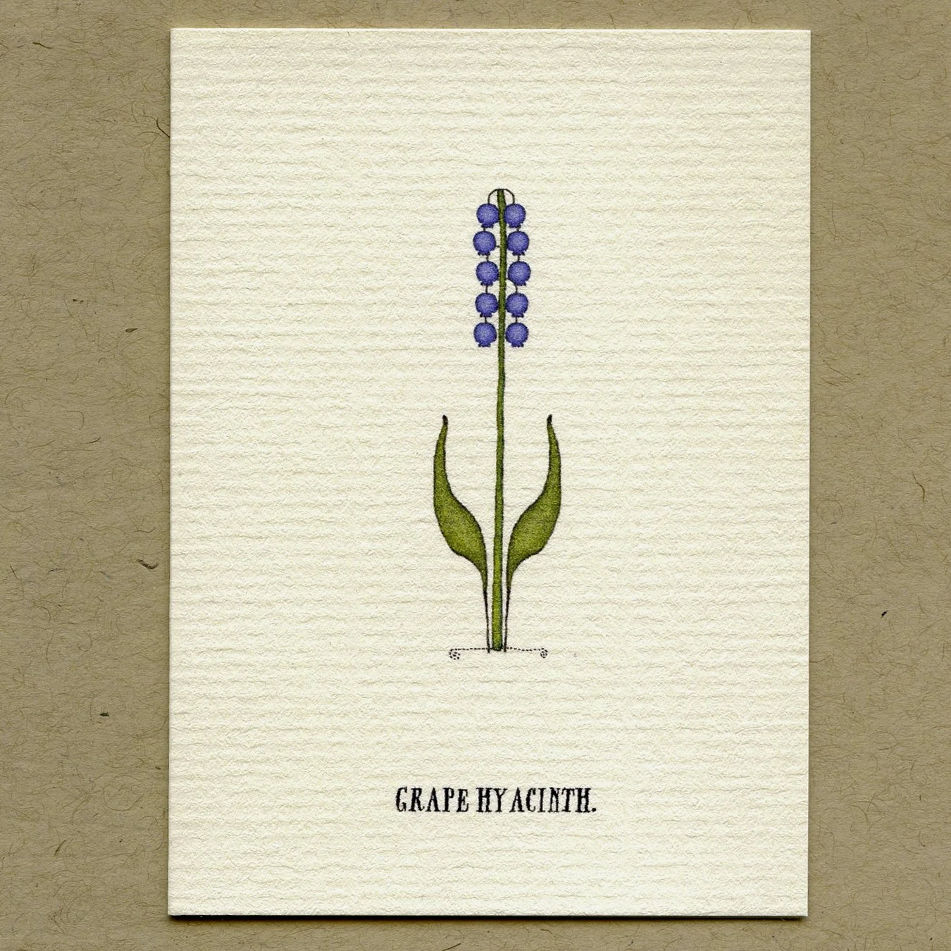 grape_hyacinth.jpg