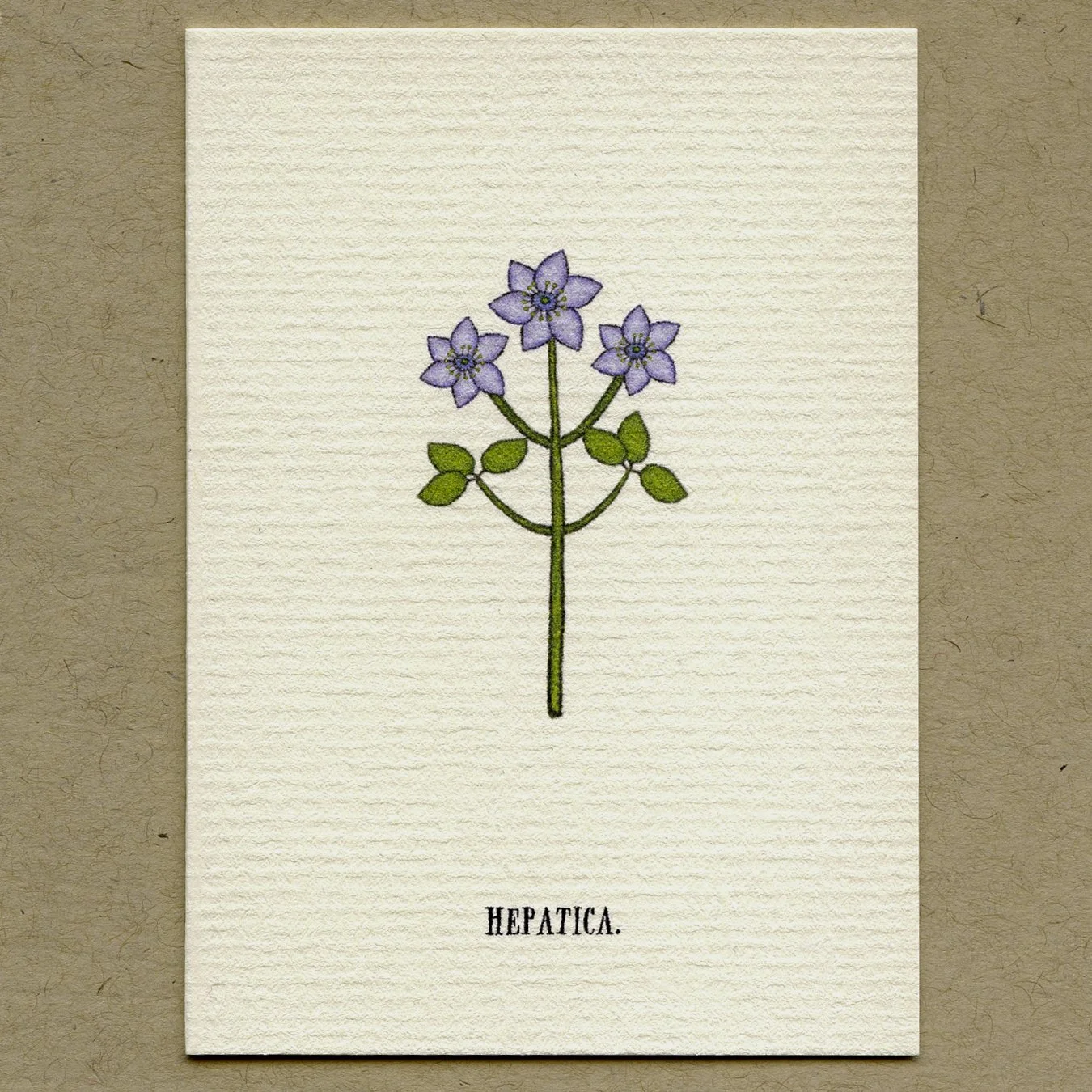 hepatica.jpg