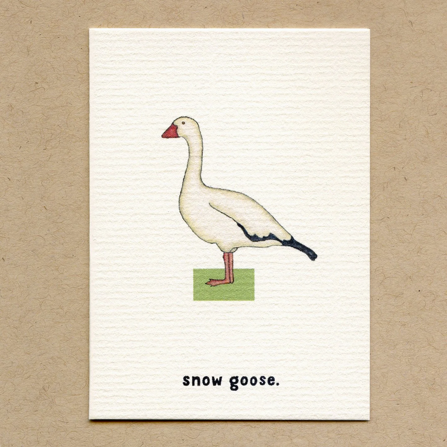 snow_goose.jpg