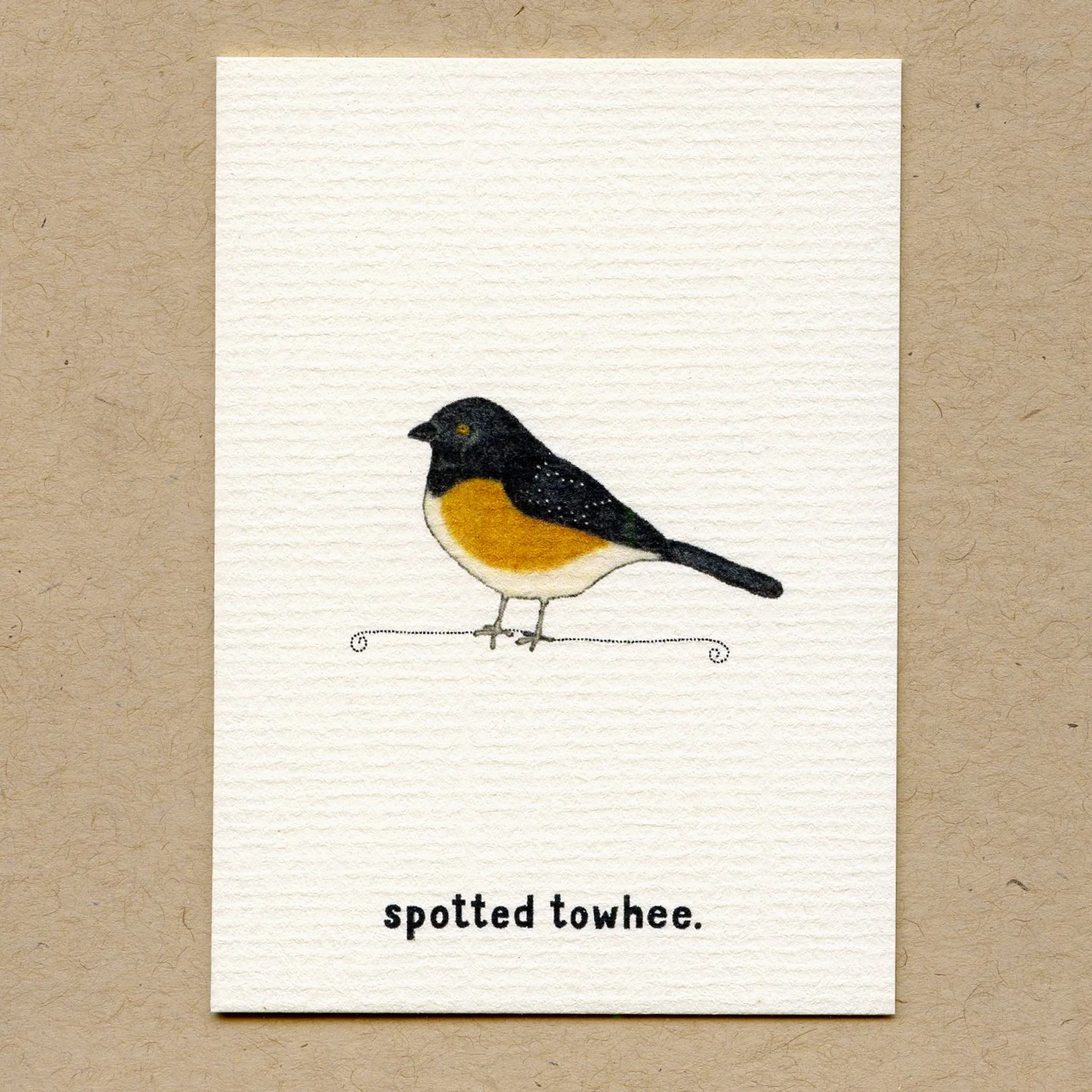 spotted_towhee.jpg