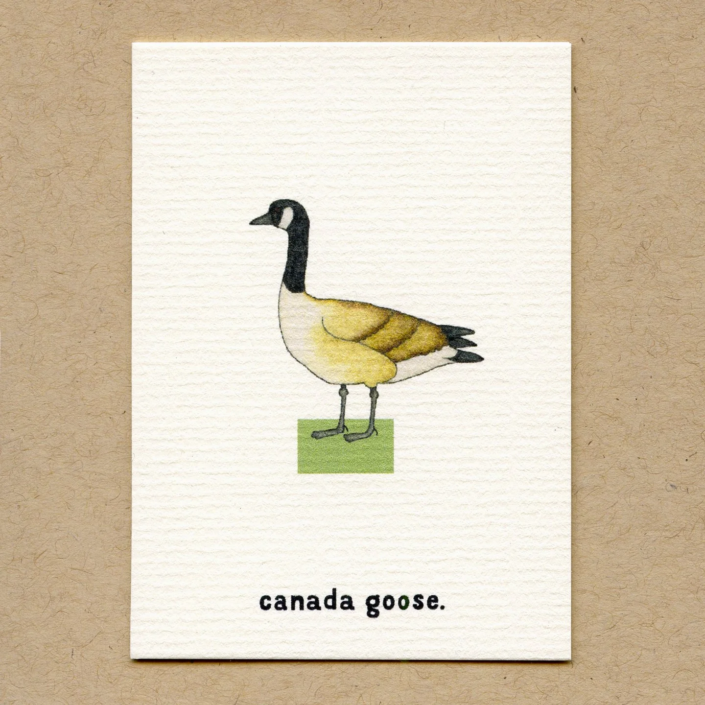 canada_goose.jpg