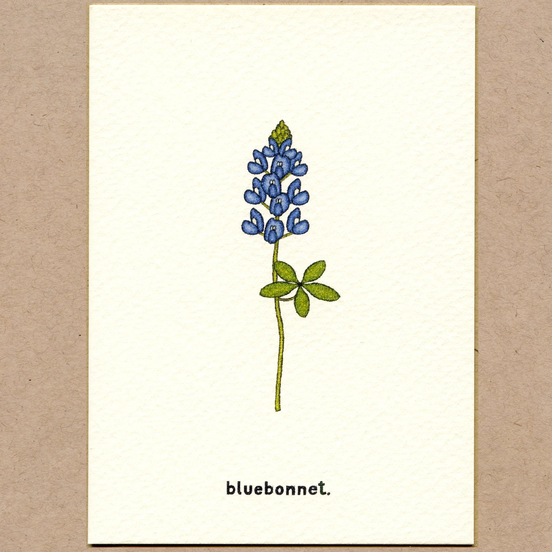 bluebonnet.jpg