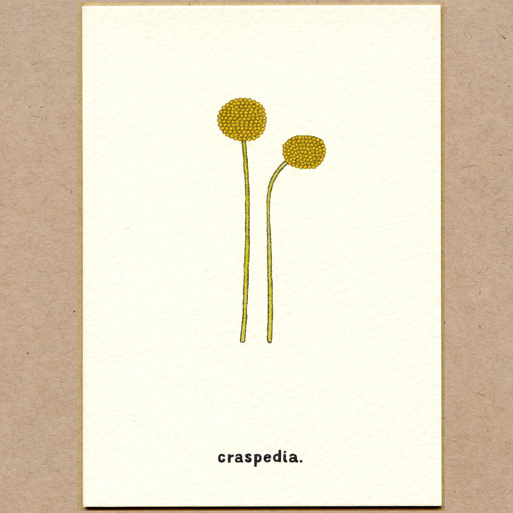 craspedia.jpg