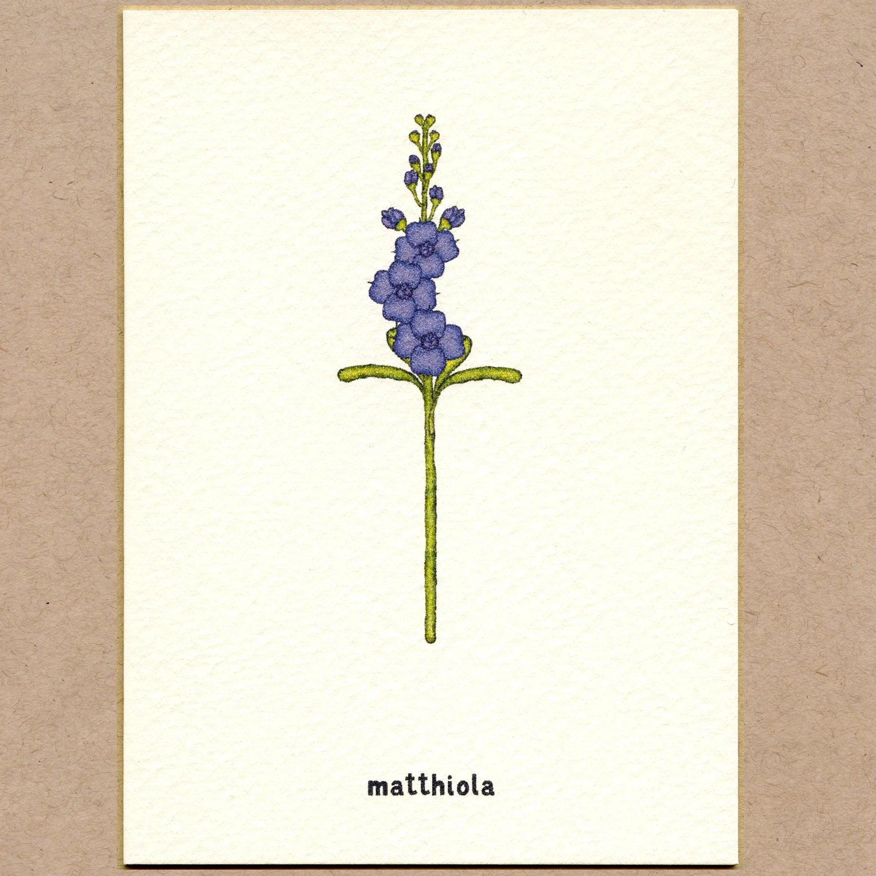 matthiola.jpg