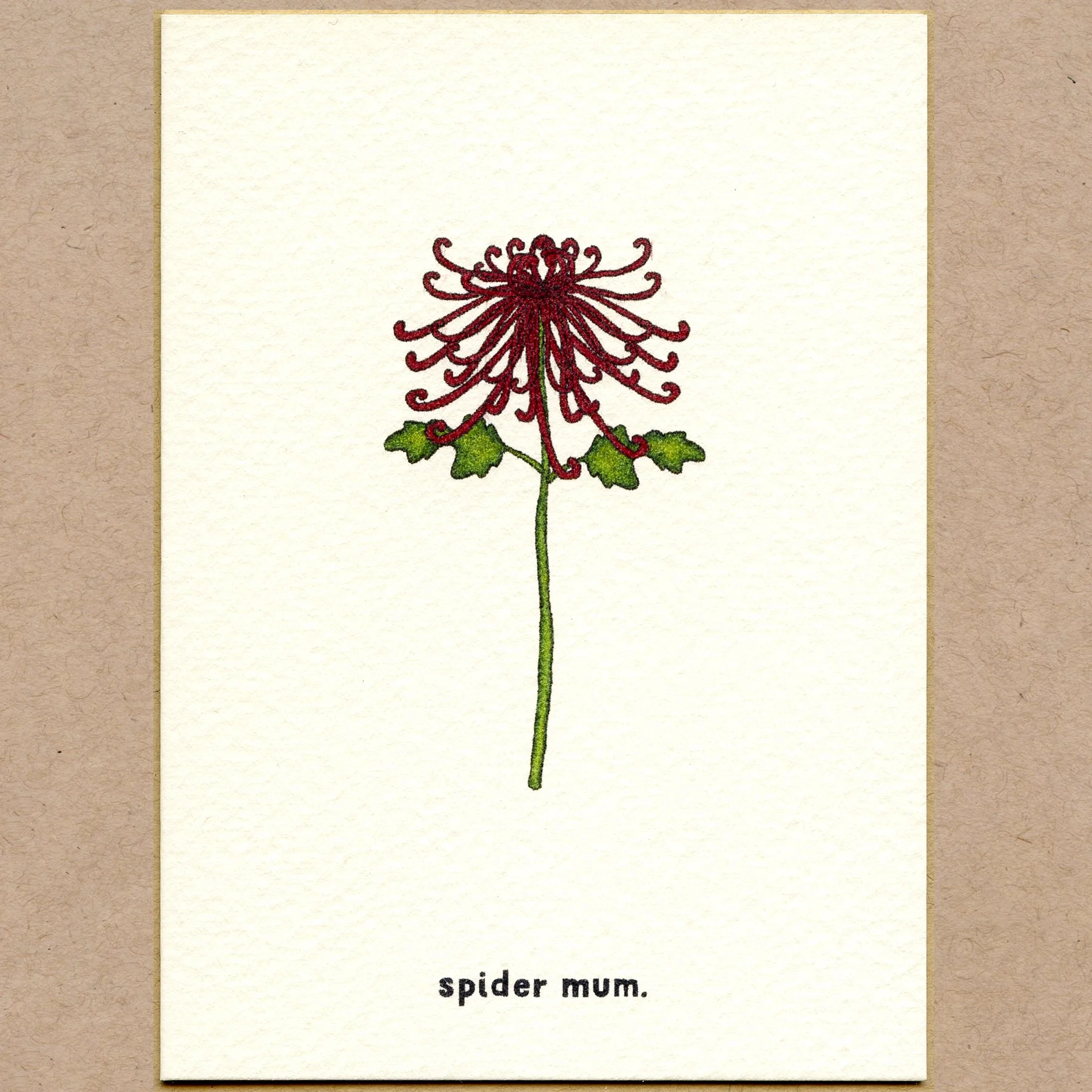 spider_mum.jpg