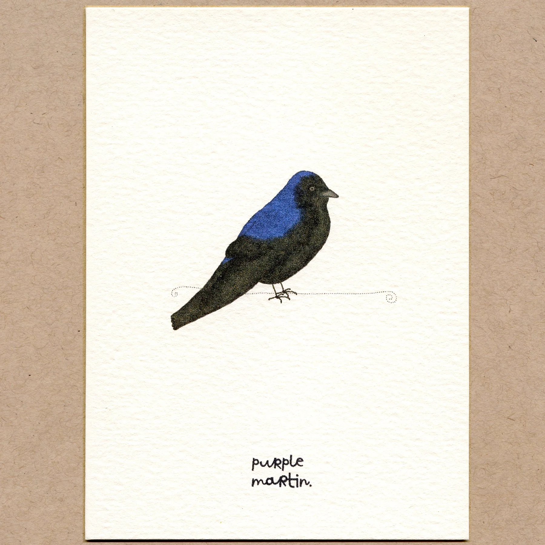 purple_martin.jpg